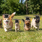 Side profile of a pet wearing a black polyester graduation hat