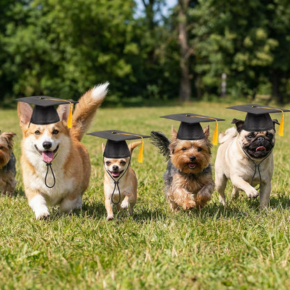 Side profile of a pet wearing a black polyester graduation hat