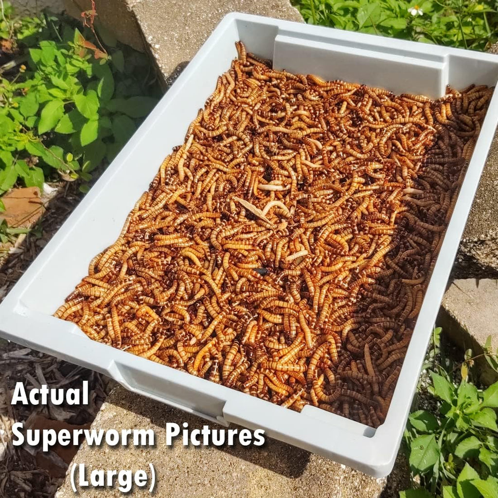 Close up view of active large live superworms in bulk pack