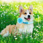 Sadnyy 120 Pcs Dog Collar Flower Bows for Dogs Soft Multi Color Flower Bows Chiffon Dog Collar Accessory for Small Medium Large Puppy Cats Grooming Birthday Wedding Summer Parties - Image 9