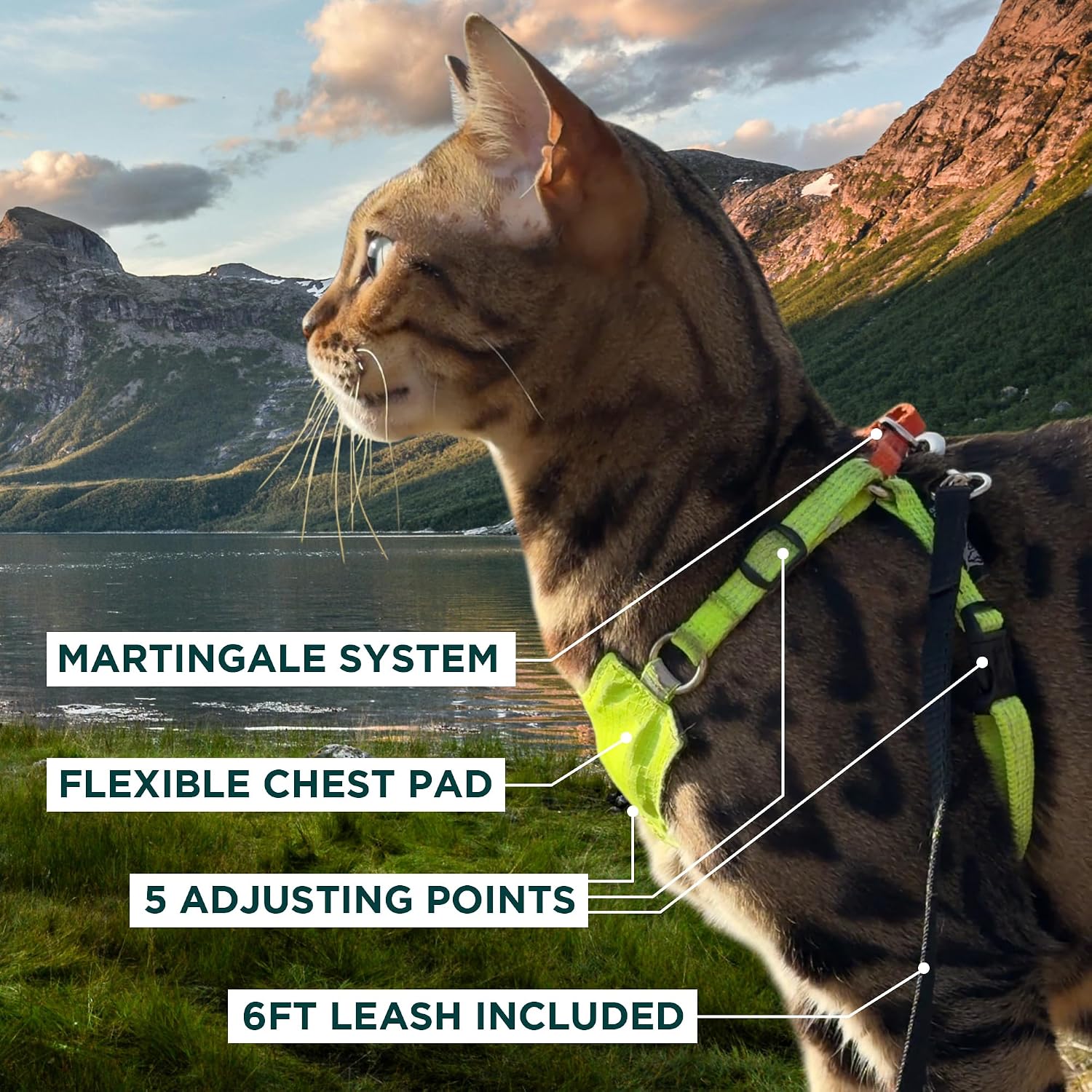 OutdoorBengal tactical adult cat harness back loop closure close up