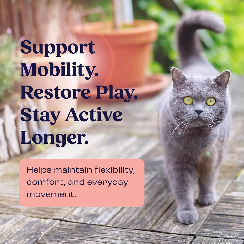 Natural chondroitin liposomal liquid for cats