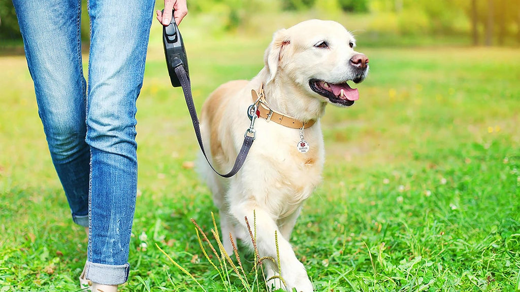 Premium imported service animal identification tag clipped onto a dog collar D ring