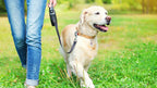 Premium imported service animal identification tag clipped onto a dog collar D ring