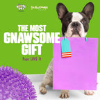 Dog playing fetch with Gnawsome 4.5 inch squeaker ball