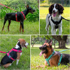 Plutus Pet ergonomic Y shaped no choke pet harness top down perspective