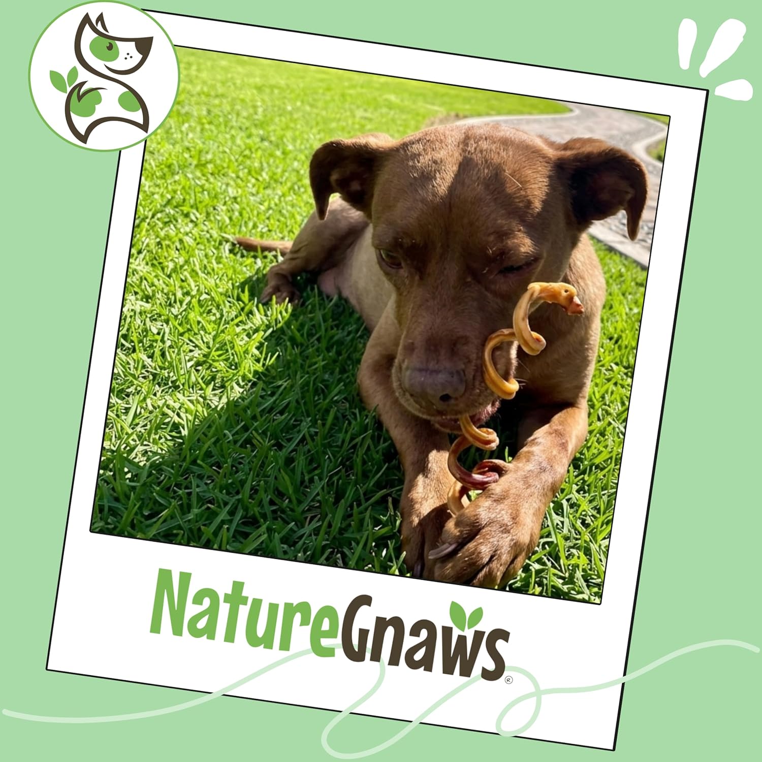 Natural grain free and gluten free spiral dog dental bones product label details
