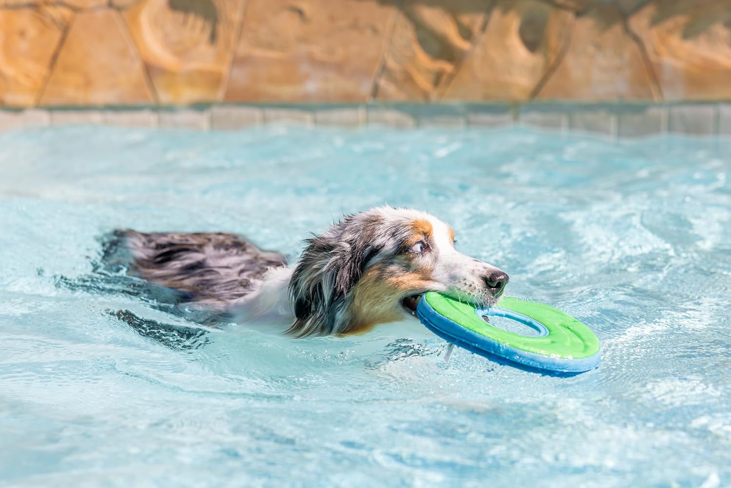 Vibrant green and blue assorted color variant of the amphibious pet flying disc.