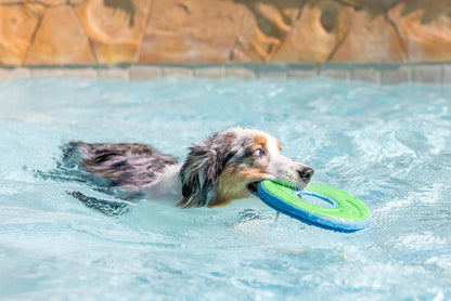 Vibrant green and blue assorted color variant of the amphibious pet flying disc.