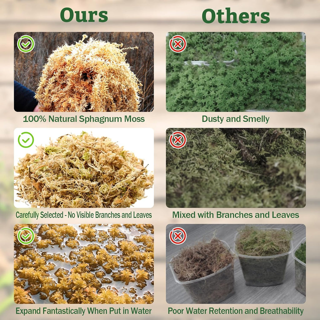 Sphagnum moss used in a tropical frog enclosure