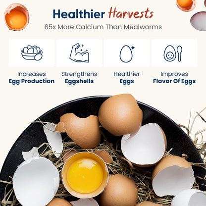 High protein chicken treat larvae in packaging