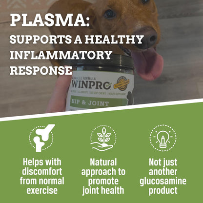 WINPRO pet mobility supplement packaging for active and senior dogs