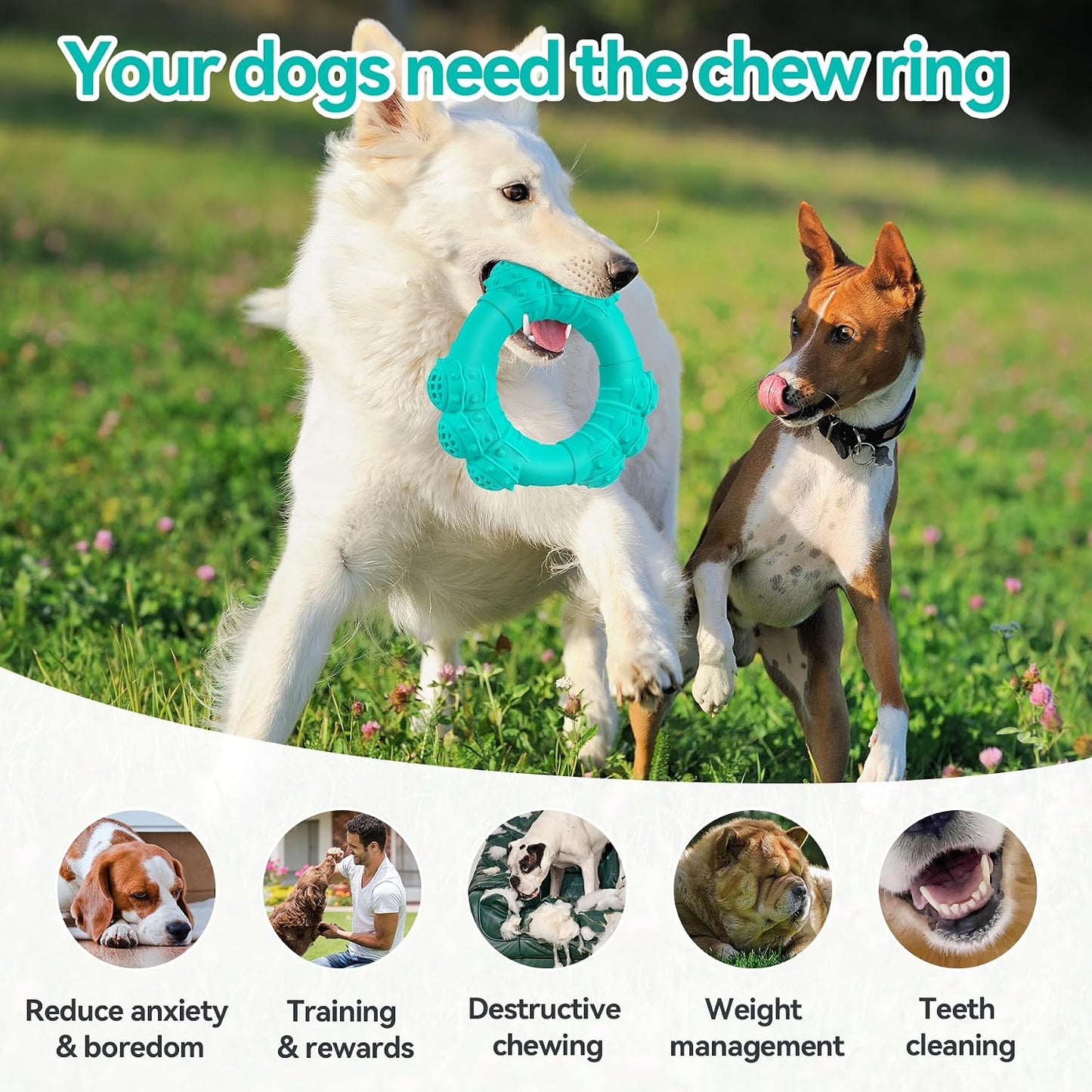 Dog cleaning teeth with rubber chew ring toy
