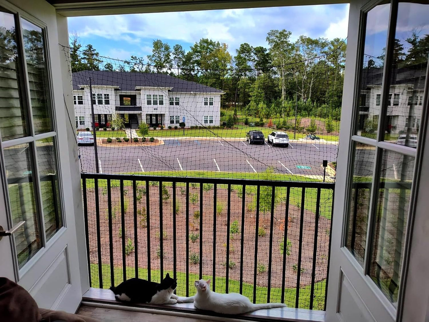 Cat looking through Lumirio balcony safety barrier