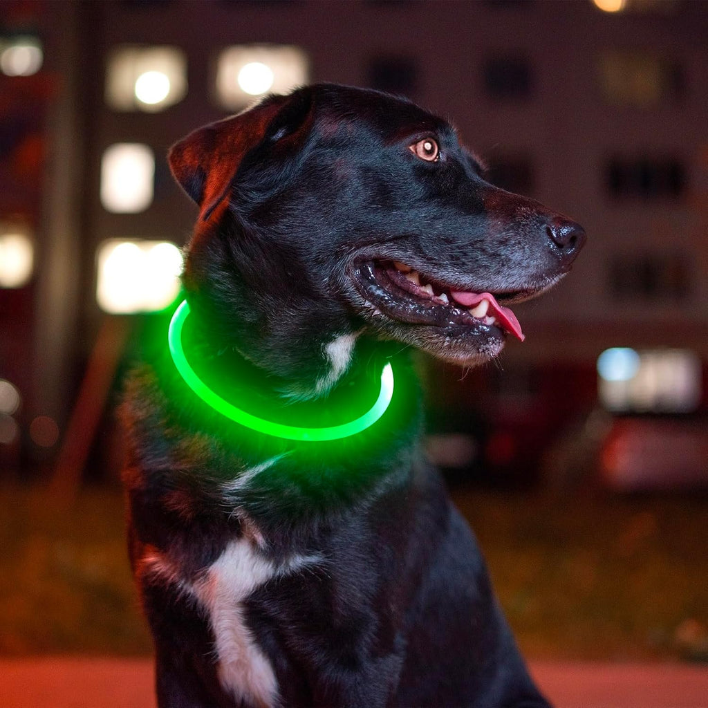 Dog wearing green Bseen LED safety necklace at night