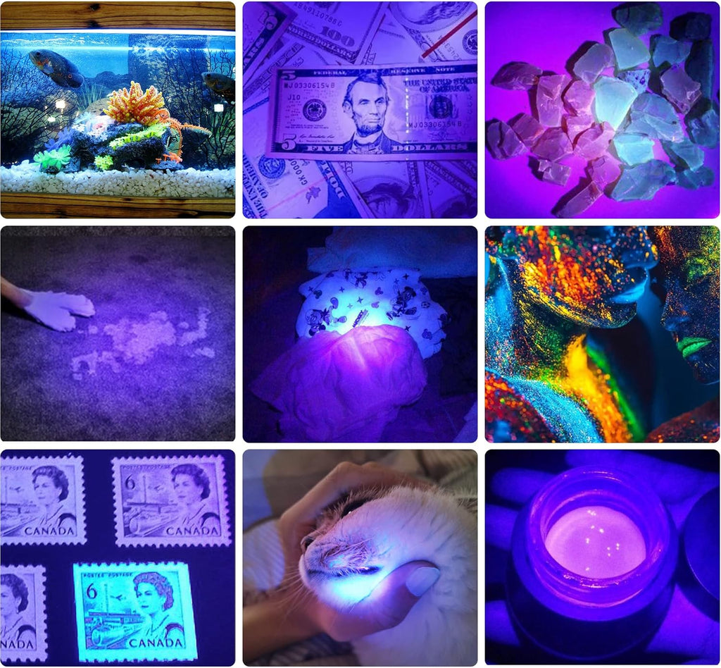 Darkbeam 395nm LED torch illuminating dried dog urine on carpet