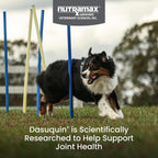 Nutramax Dasuquin bottle showing 84 soft chews count label