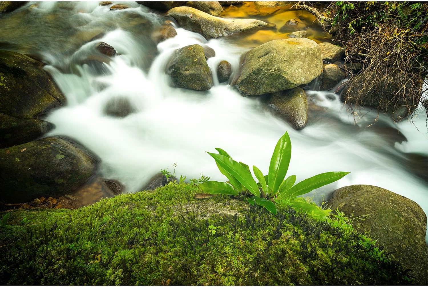 Waterfall Jungle Aquarium Background Fantasy Magic Forest Landscape Rainforest Style Fish Tank Background Tropical Flowers Mushrooms Stream Cascading Falls Reptile Tank Enclosure Backgrounds 24x12in - Image 12