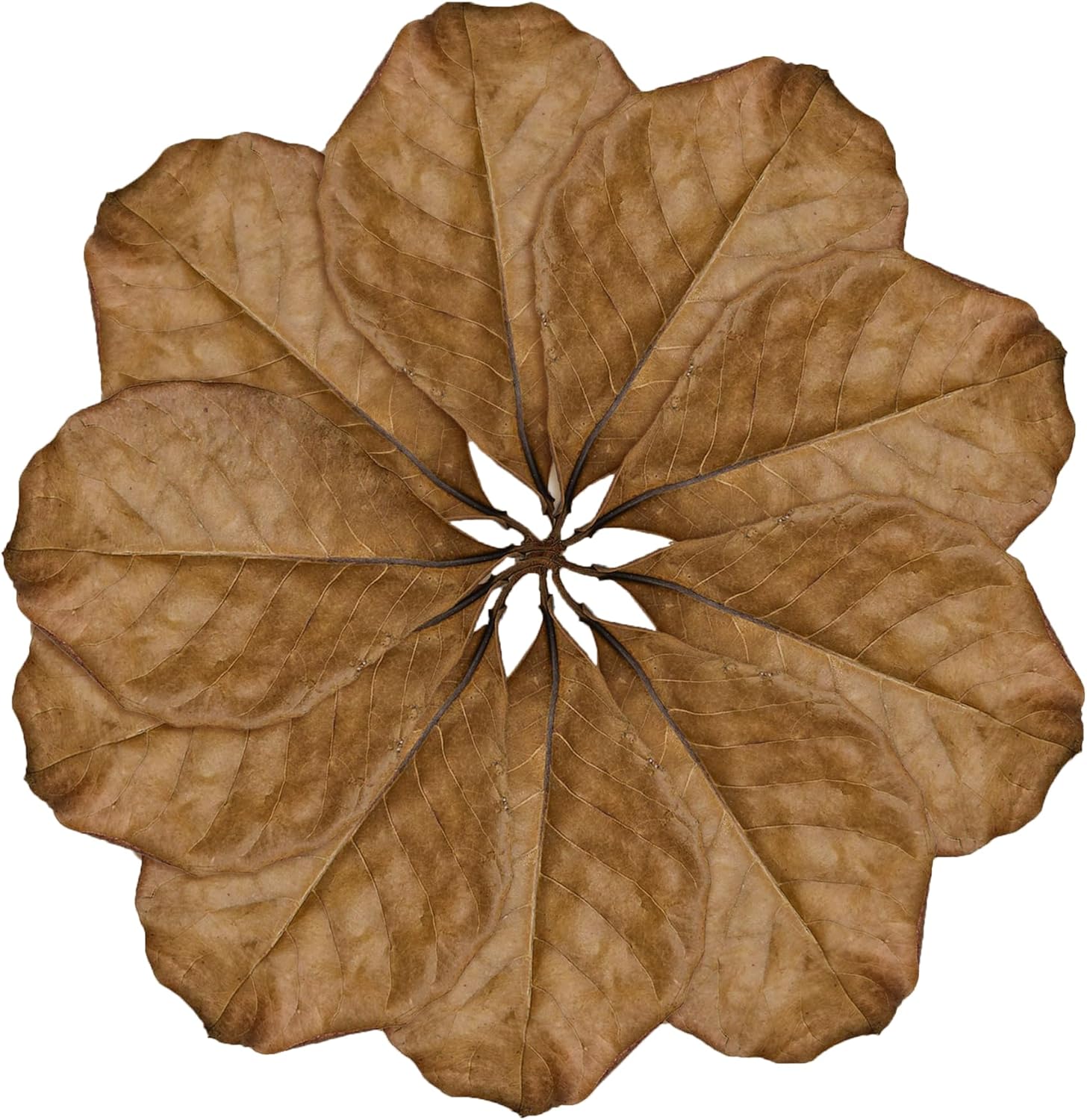 Close up of Indian Almond Catappa leaves for terrarium substrate