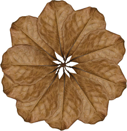 Close up of Indian Almond Catappa leaves for terrarium substrate