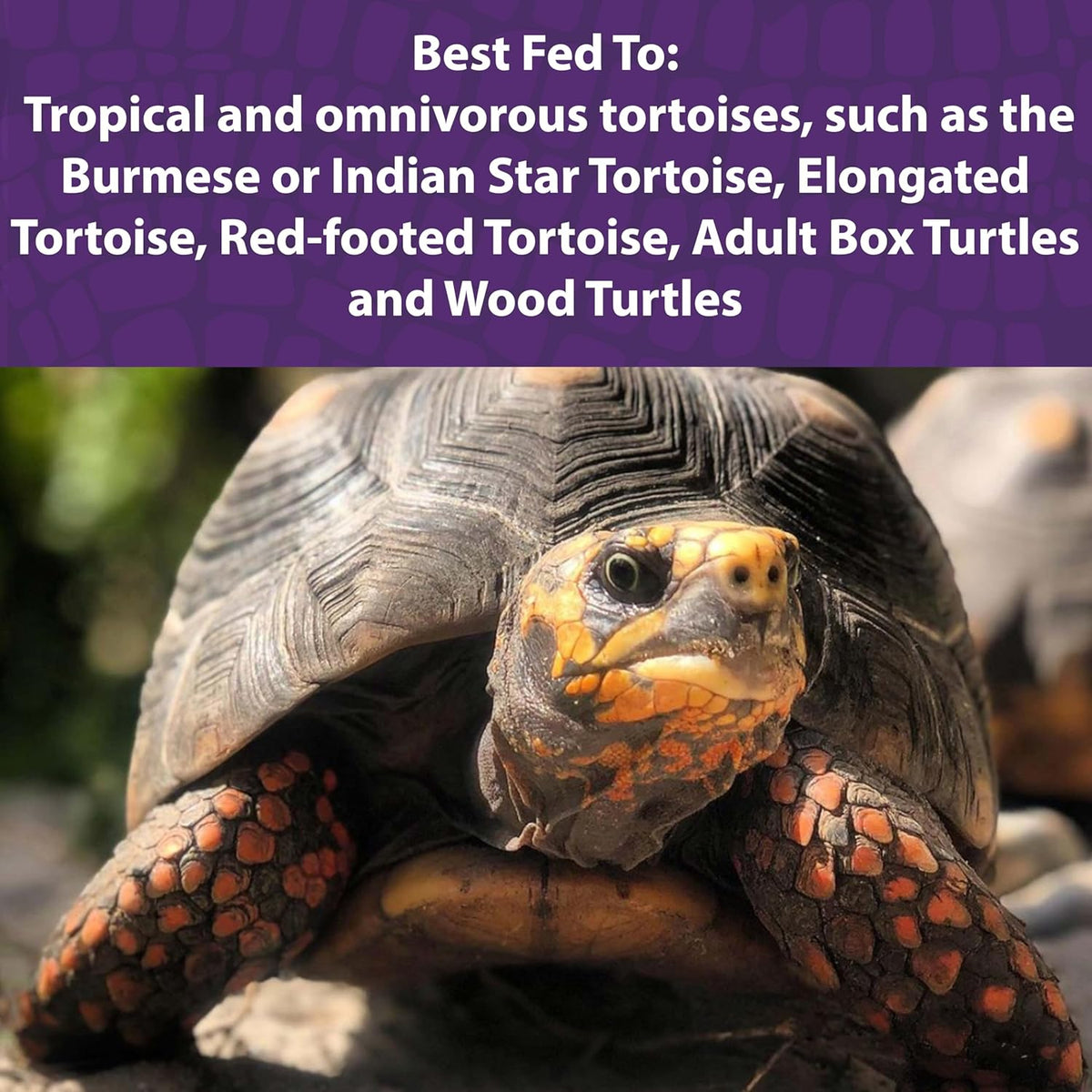Mazuri tortoise food pellets close up view