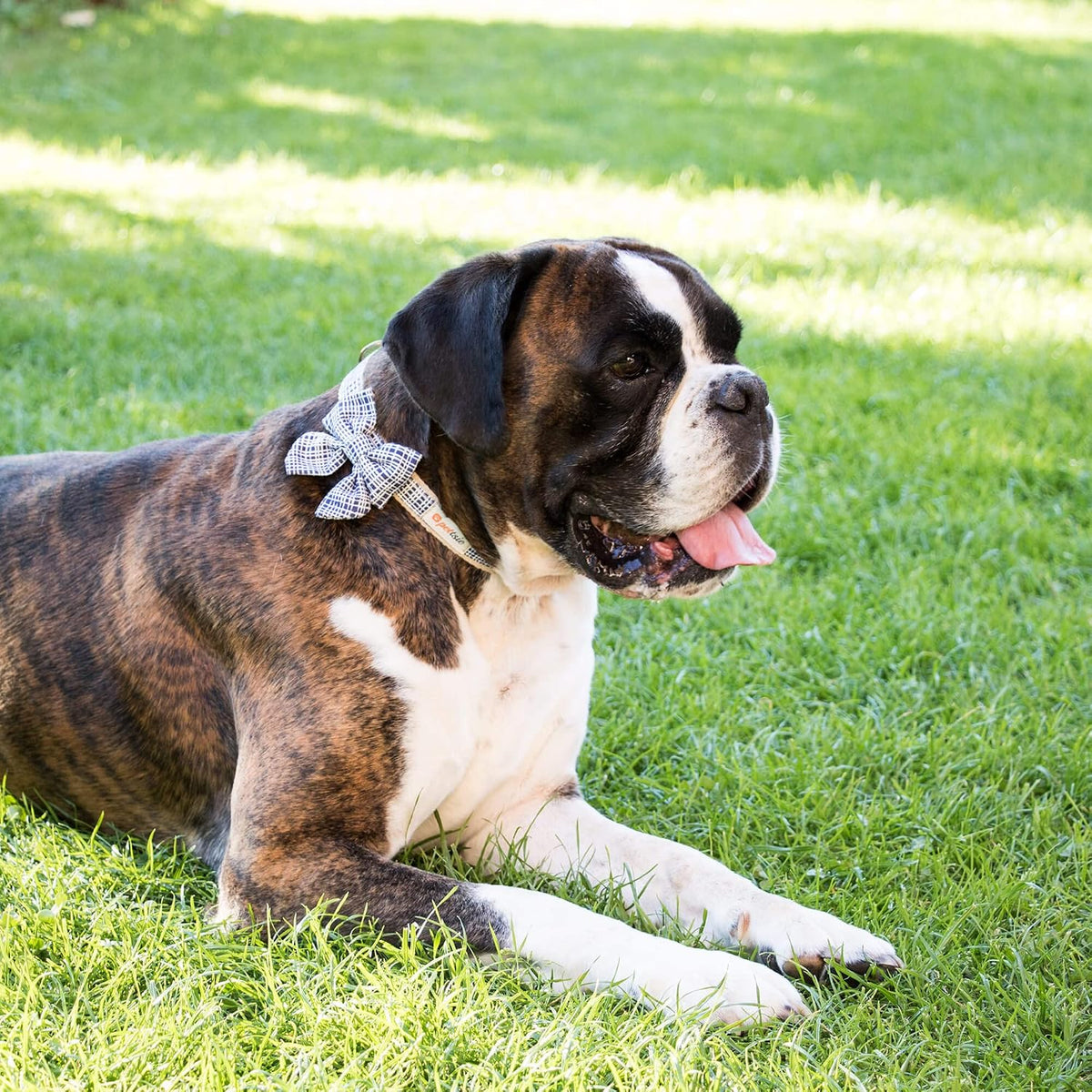 Pettsie pet accessory set showing durable metal D ring and secure buckle