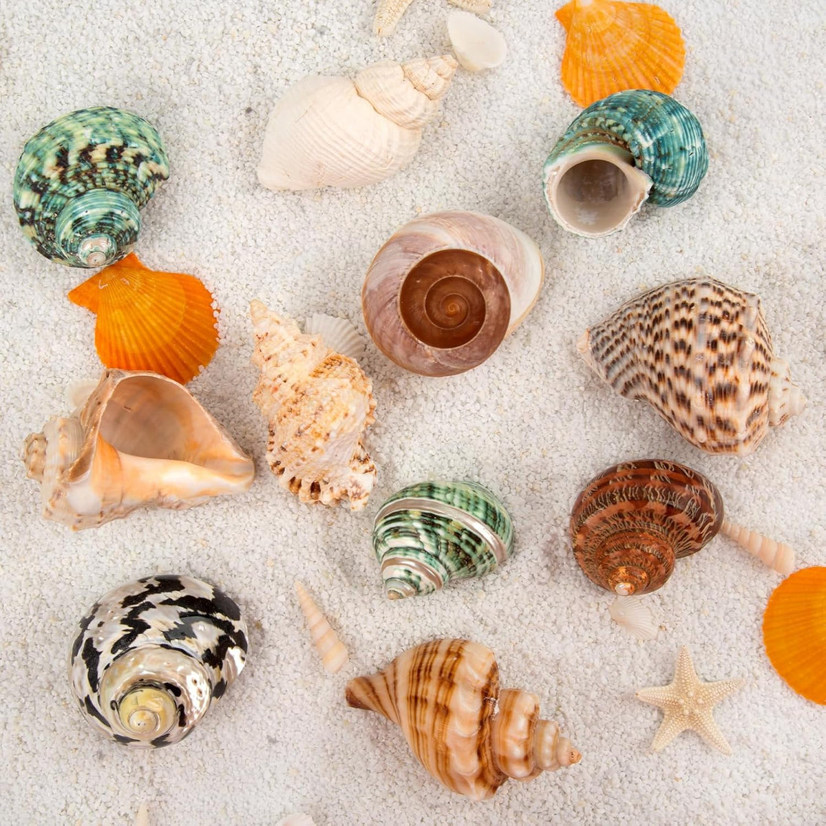Qicqdram large hermit crab habitat decor shells