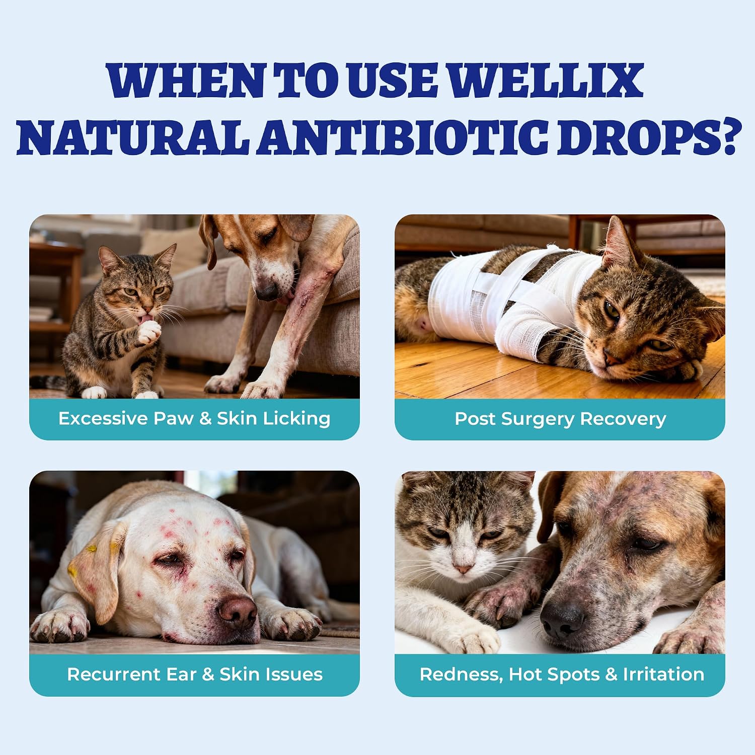 Wellix chicken flavored cat cold relief supplement label view