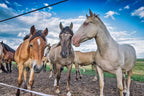 Country Vet equine insect control kit mounted on a stable wall