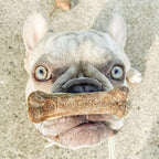 Healthy dog treats with no artificial preservatives or added salt close up view