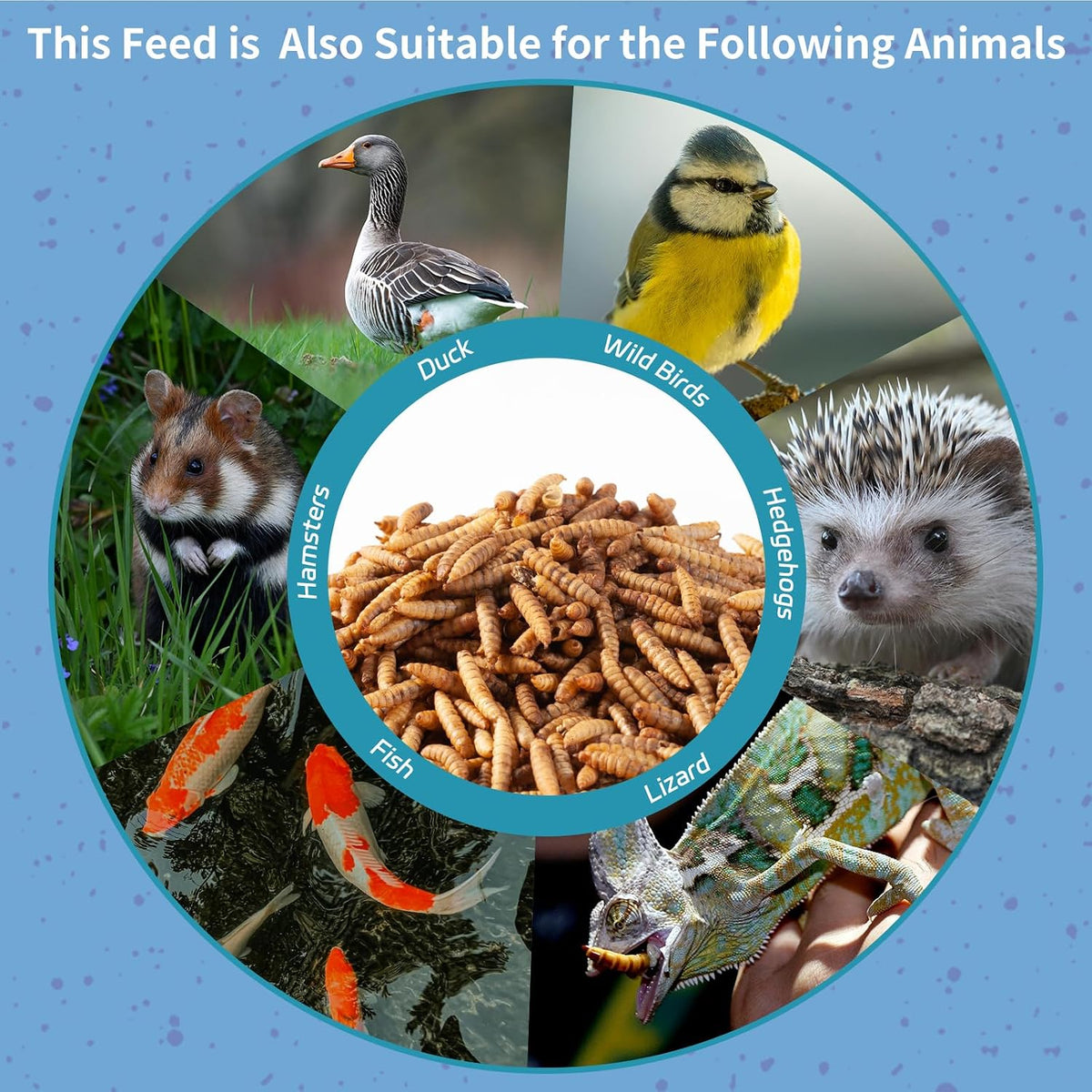 10LB Dried Black Soldier Fly Larvae for Chickens - Image 9