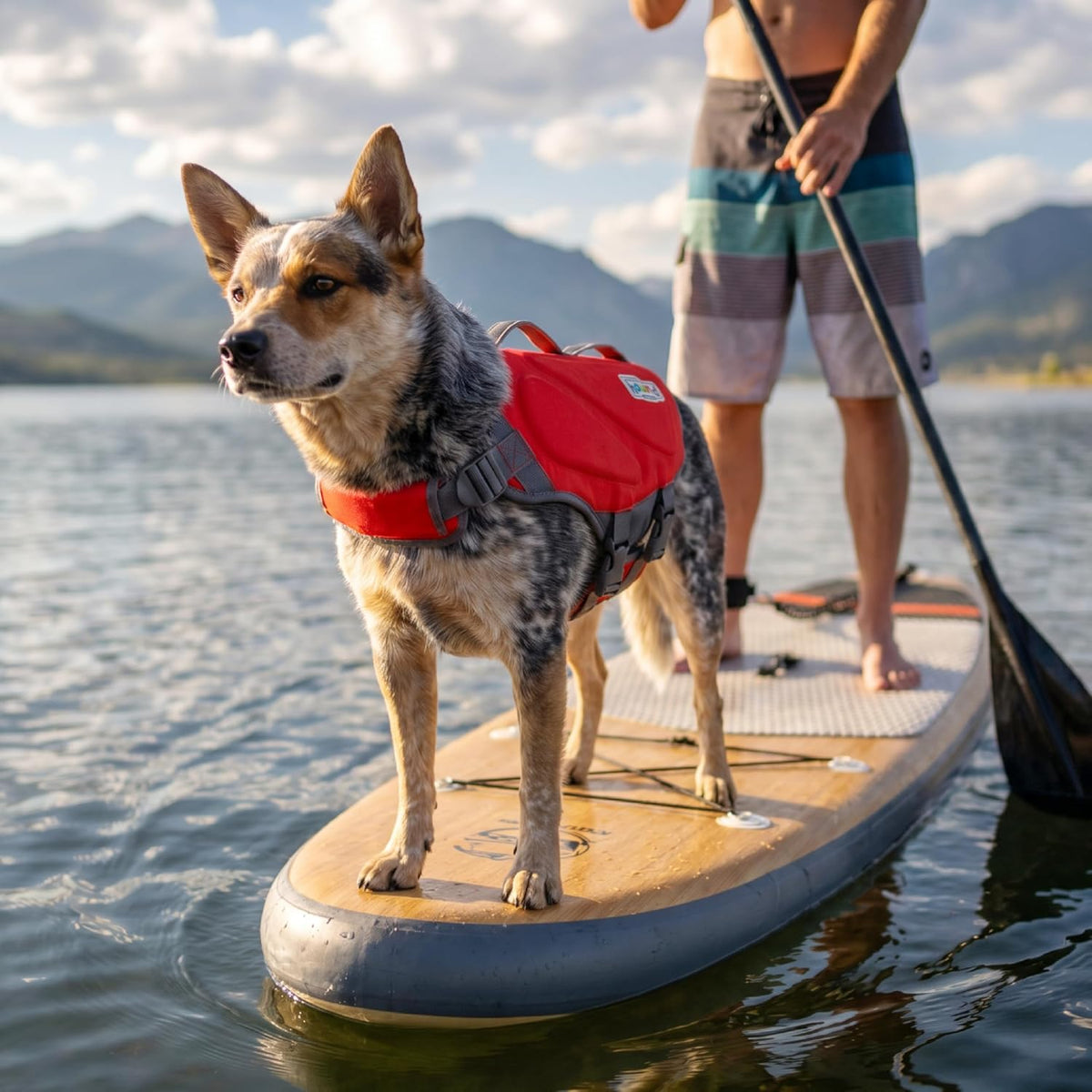 Outward Hound Dawson life jacket worn by dog outdoors