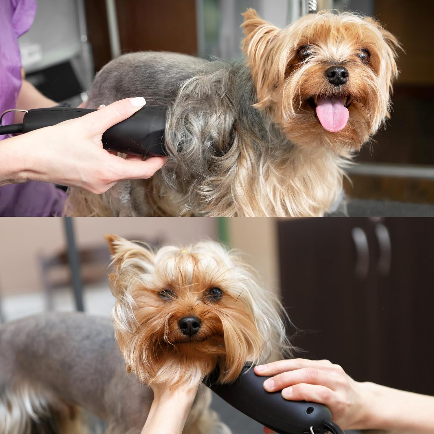Bucchelli carbonized steel wide pet clipper blade side view profile