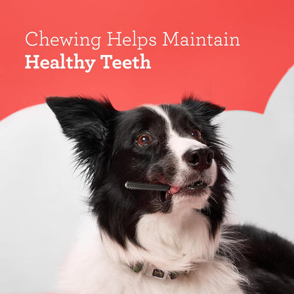 Small dog enjoying a DreamBone dental stick