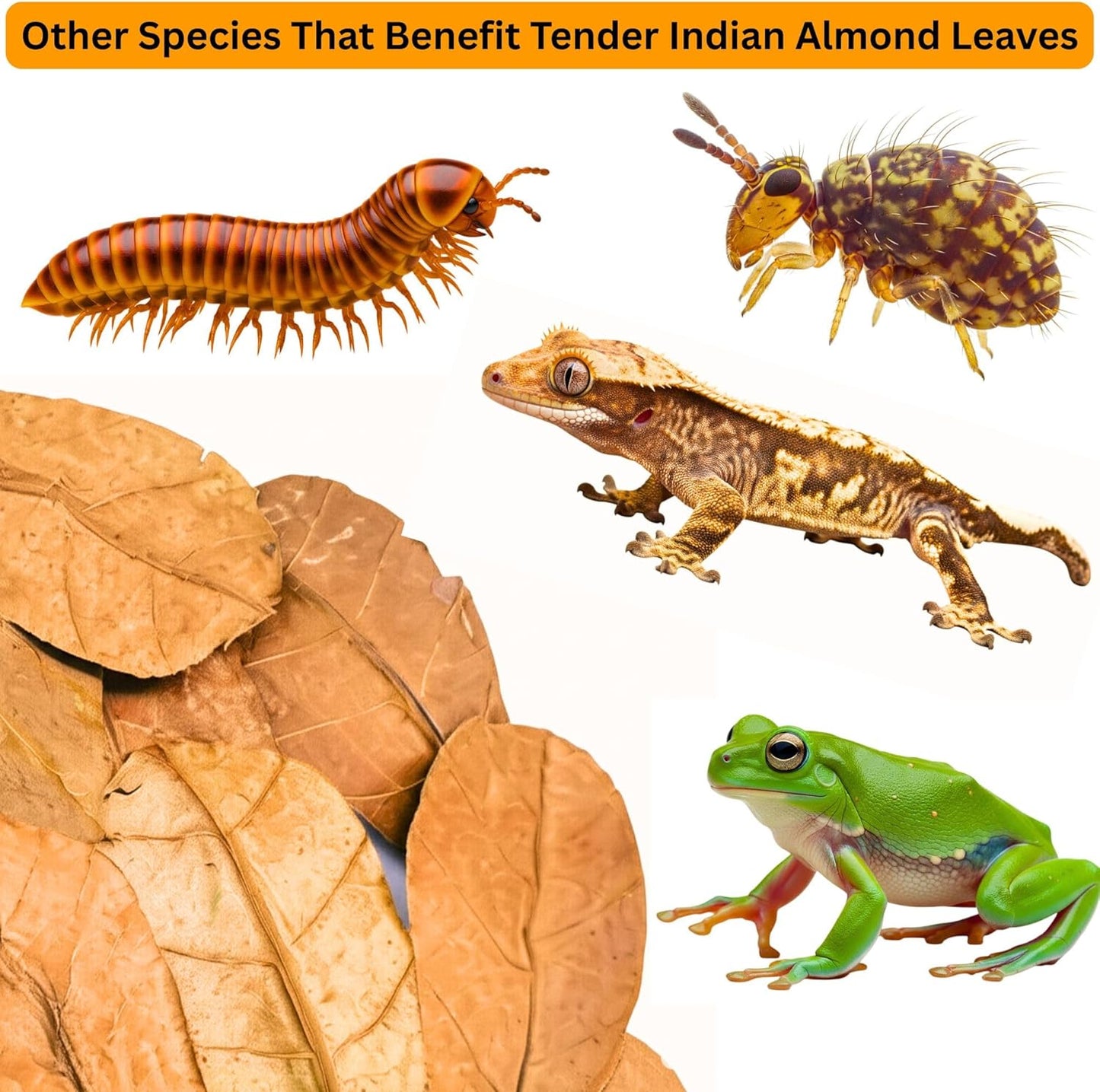 Reptile enclosure decorated with organic Indian Almond leaf litter