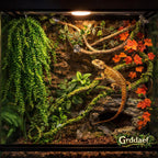 Bearded dragon habitat decorated with bendable green vines