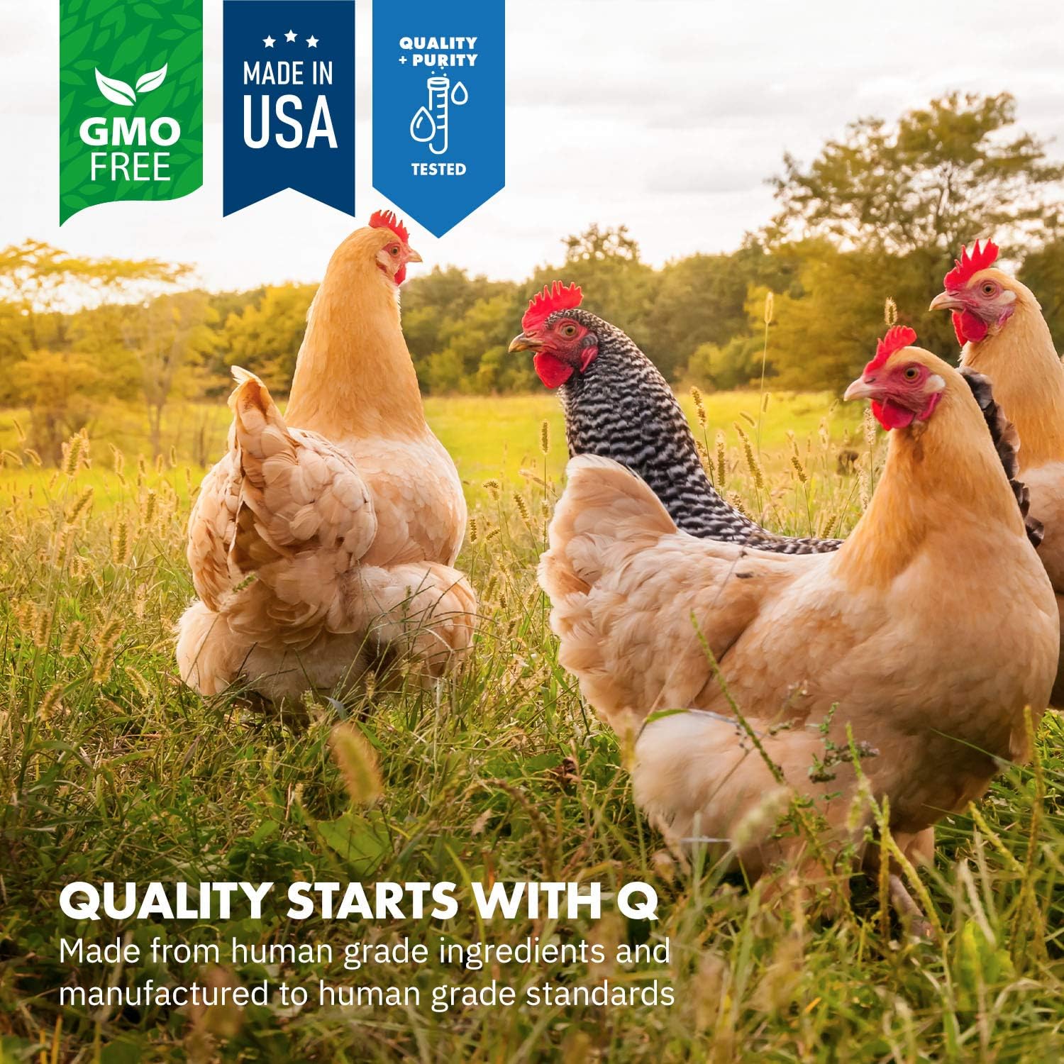 Equa Holistics Chicken Probiotics powder texture close up with the included plastic measuring scoop.