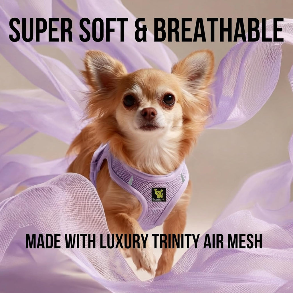 Side view of small dog wearing purple mesh harness