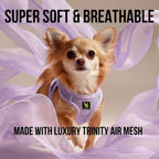 Side view of small dog wearing purple mesh harness