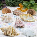 Deauepu Finalery Natural Hermit Crab Shells assortment in a front view display