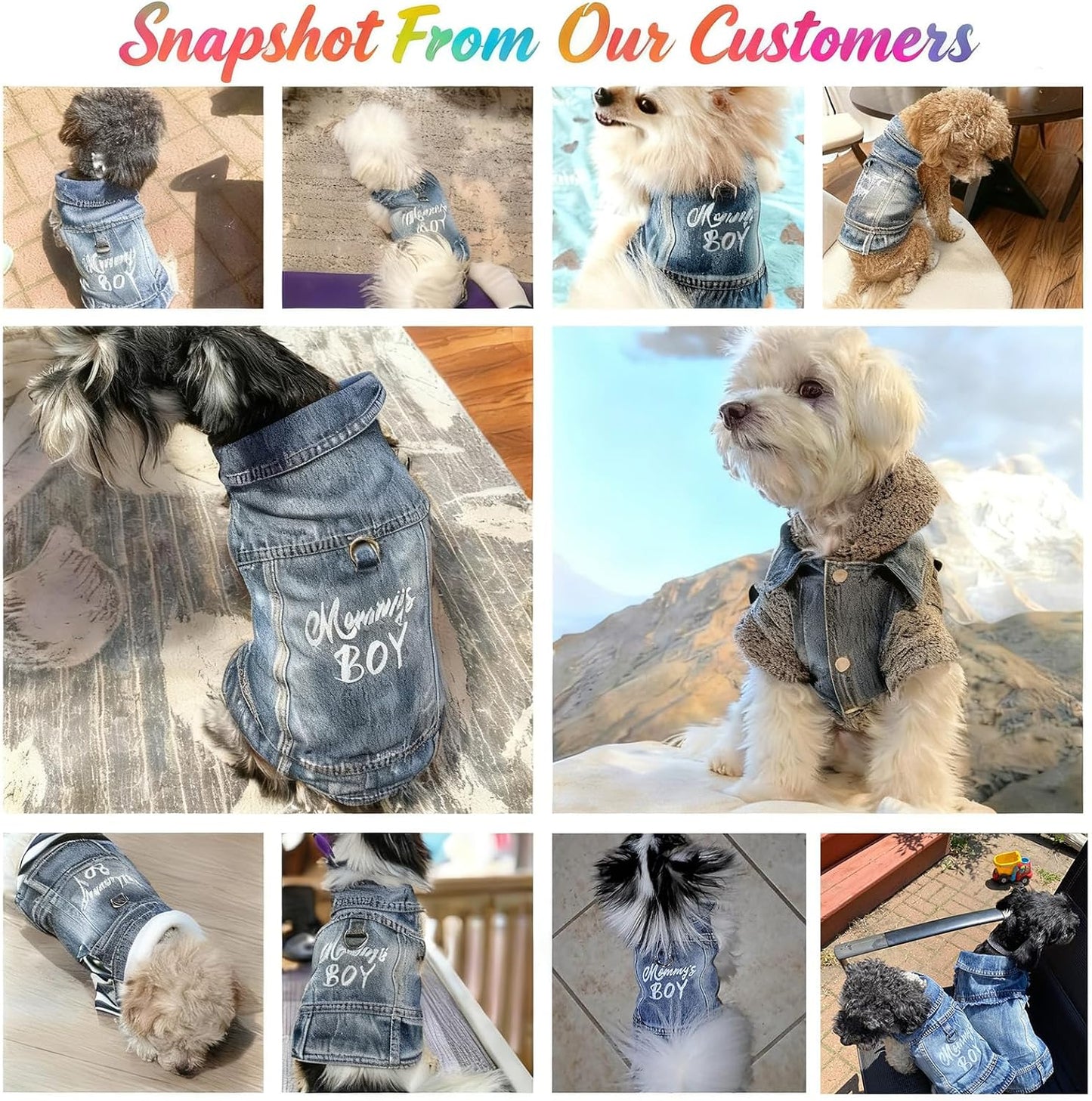 Small Chihuahua model comfortably wearing the JcDuDoi vintage style denim pet clothes.