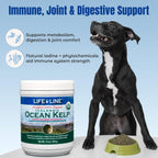 Dog eating food topped with Life Line organic kelp powder