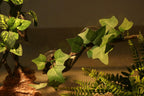 Aqua KT reptile habitat corner branch dual suction base