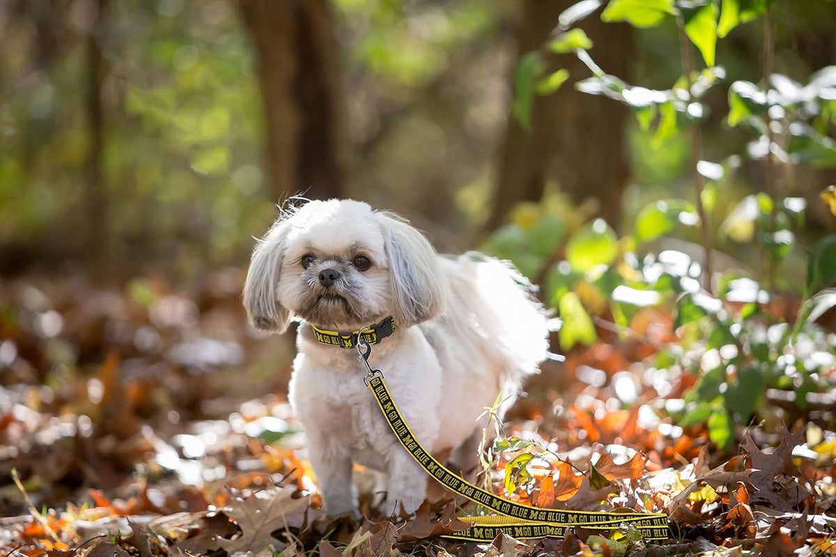 Full length display of the six foot collegiate dog leash for pets