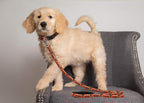 Pets First Philadelphia Flyers heavy duty nylon pet leash clip