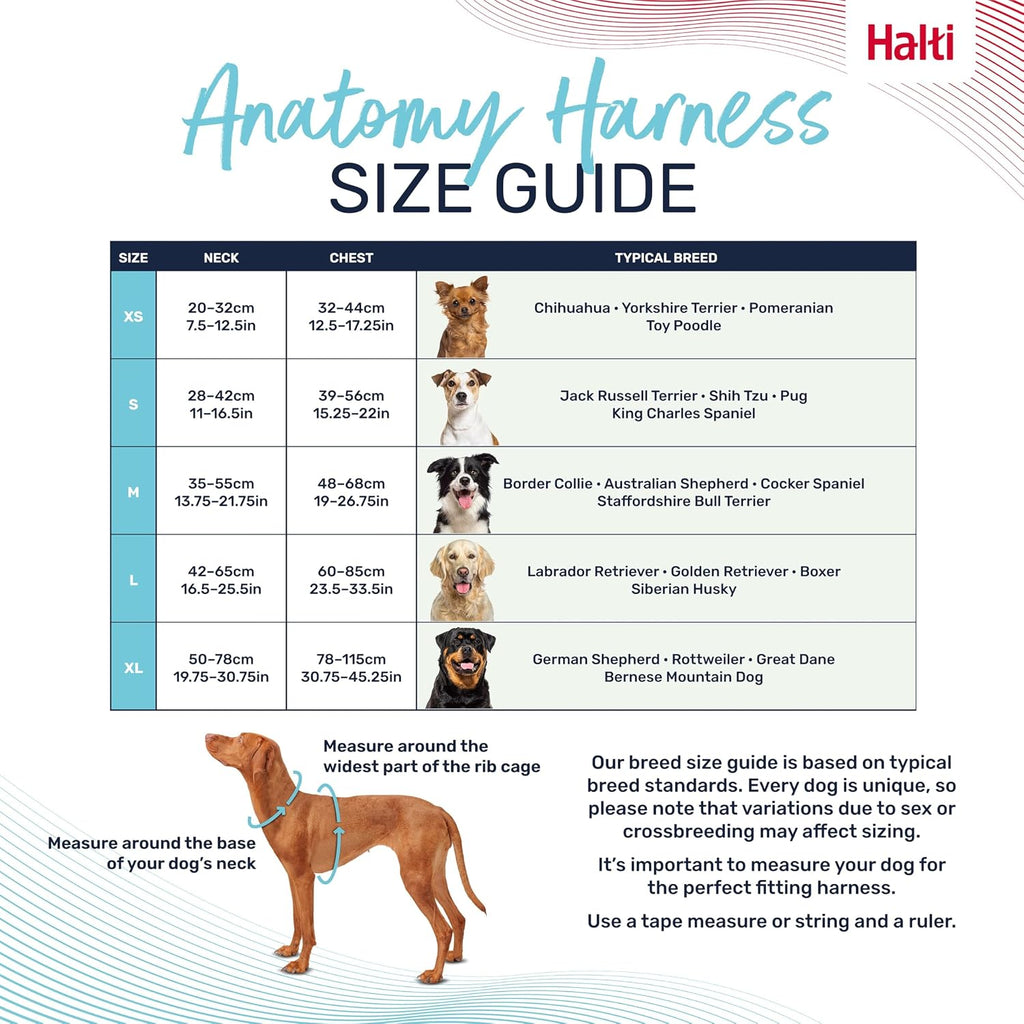 Reflective Halti Anatomy dog harness in low light