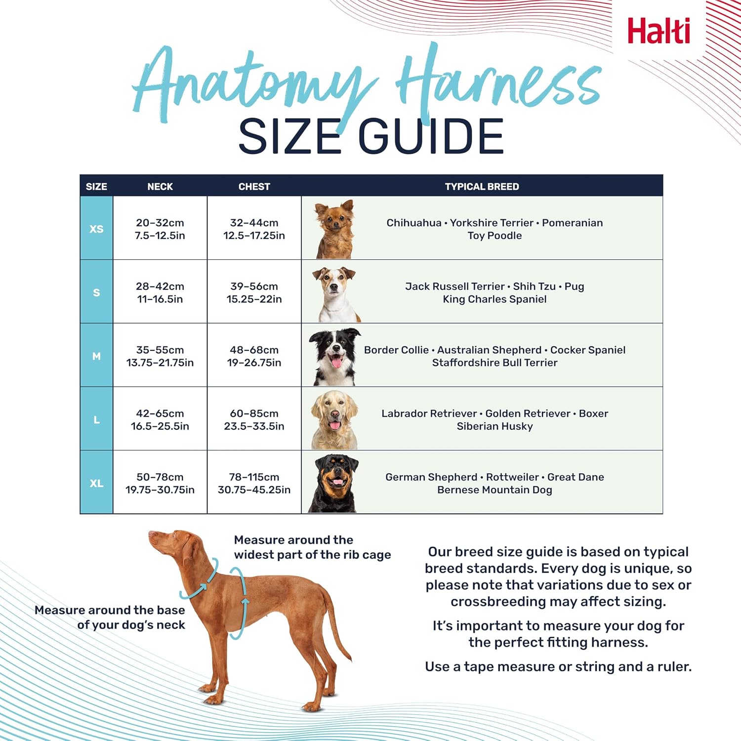 Reflective Halti Anatomy dog harness in low light