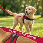 Reflective dog harness being worn by small dog