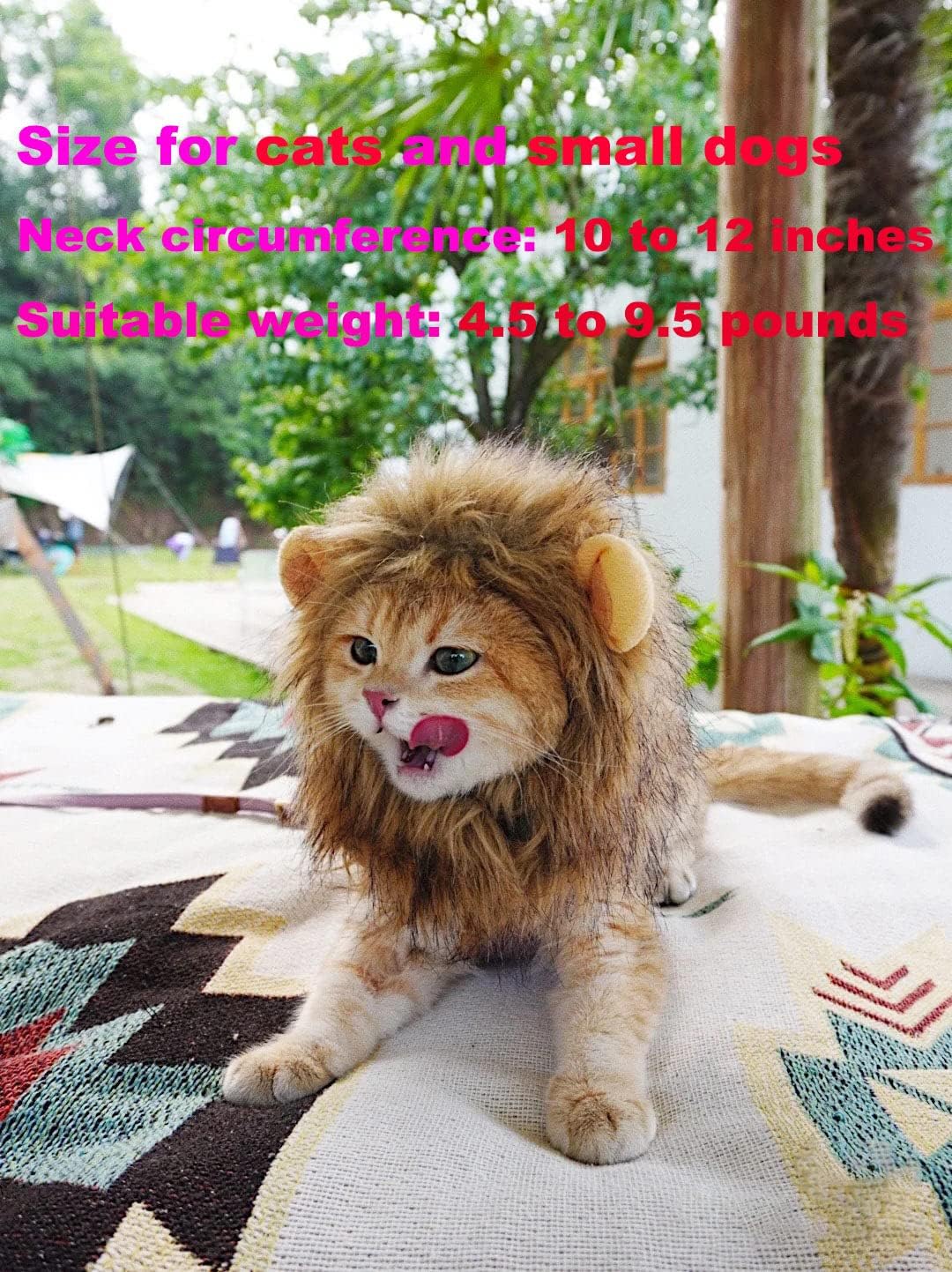 Pet cat dressed as lion for holiday party