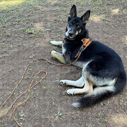 BTINESFUL Dog Tie Out, Check Cord Long Tether Rope Leash, 8ft 12ft 20ft 30ft 50ft 75ft Yard Training Dog Lead - Large Medium Small Dogs Outdoor Playing, Camping, or Backyard (12ft, Orange Black) - Image 9